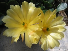 Echinocereus tayopensis